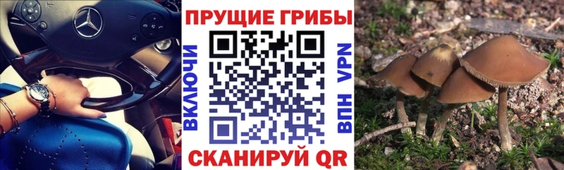закладка  Апатиты  Псилоцибиновые грибы Cubensis 